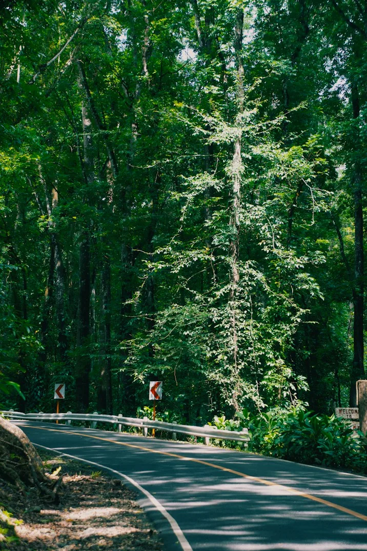 Winding road through a dense green forest